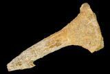 Bargain, Fossil Sawfish (Onchopristis) Rostral Barb - Morocco #145574-1